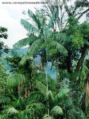 نخل آسای جنگلی - معرفی درختان میوه